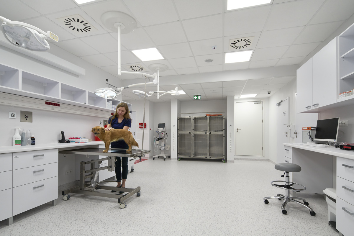 A veterinarian examines a dog on a table in a modern veterinary clinic. The room is equipped with medical cabinets, a computer, and surgical lighting, creating a clean and professional environment.
