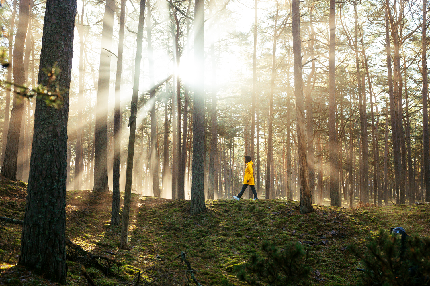 Homme marchant dans une forêt